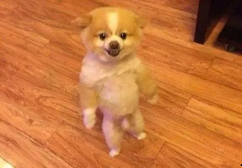 抖音网红狗子与我吃瓜  第2张